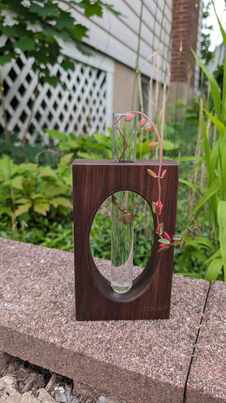 A walnut bud vase with a glass tube and an oval window, holding a trailing cutting